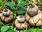 Geastrum elegans