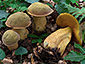 Boletus luridus