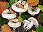 Lactarius evosmus