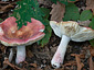 Russula zvarae