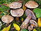 Cortinarius purpurascens