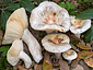 Russula amoenicolor