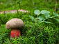 Boletus calopus