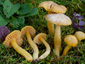 Hygrocybe ceracea