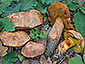 Boletus poikilochromus