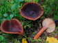 Lactarius sphagneti
