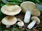 Russula faustiana