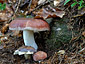 Russula vesca