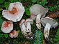 Hygrophorus fragicolor