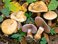 Cortinarius haasii