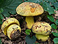 Boletus xanthocyaneus