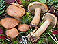 Suillus bovinus