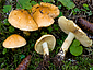 Cortinarius percomis