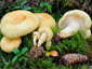 Lactarius leonis