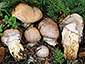 Cortinarius herculeus