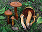 Cortinarius rubellus