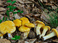 Cantharellus cibarius