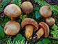 Chalciporus piperatus