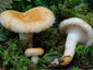 Lactarius auriolla