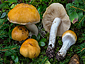 Cortinarius turmalis