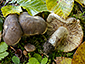 Lactarius ruginosus