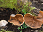 Gyromitra parma