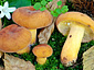 Lactifluus volemus