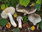 Russula atroglauca