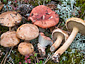 Suillus bovinus con Gomphidius roseus