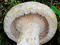 Lactarius leonis