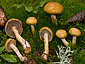 Cortinarius subtortus