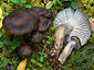 Hygrophorus camarophyllus