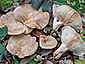 Lactarius ilicis