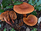 Lactarius atlanticus