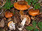 Cortinarius napus