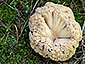 Ramaria pallida