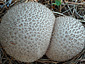 Lycoperdon nigrescens