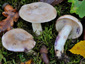 Lactarius luridus