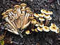 Armillaria mellea