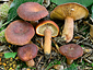 Lactarius britannicus fo. britannicus