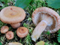 Lactarius torminosulus