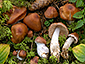 Cortinarius armeniacus