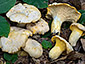 Cantharellus subpruinosus