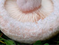 Lactarius pubescens