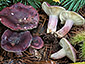 Russula sardonia
