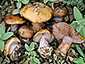 Cortinarius vesterholtii