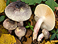 Russula violeipes