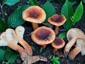 Lactarius fulvissimus