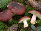 Russula xerampelina