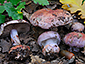 Cortinarius rufo-olivaceus